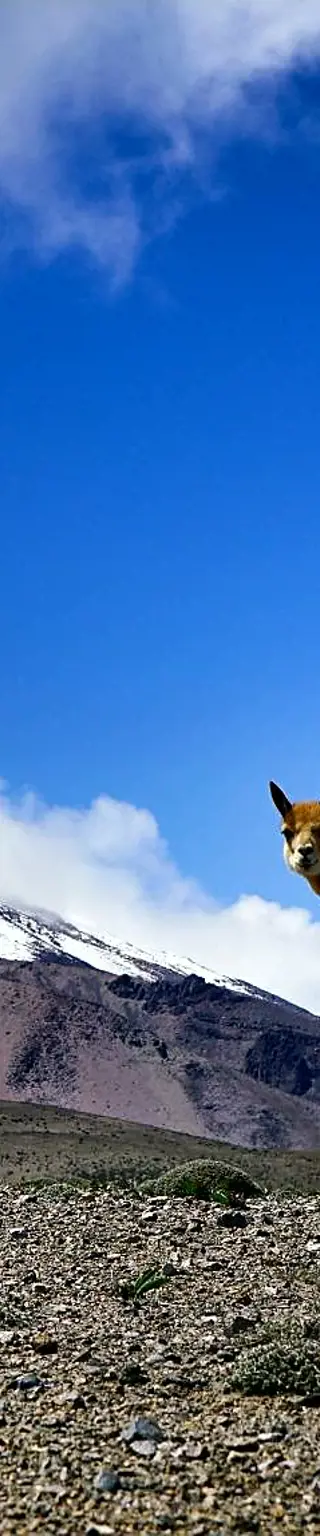 Gipfelglück auf dem höchsten Berg Ecuadors